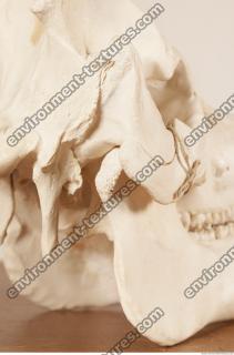photo reference of skull 0048